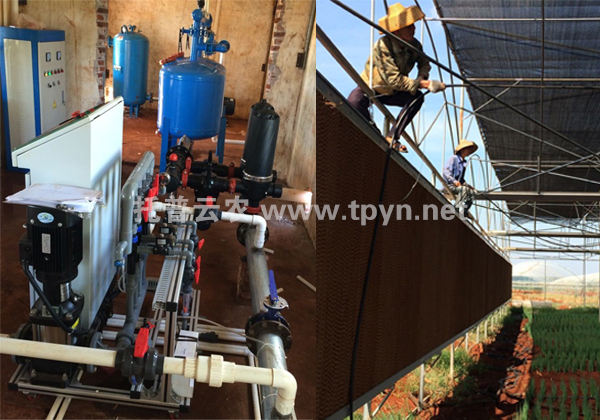 徐聞?wù)安嘶@子”培育基地